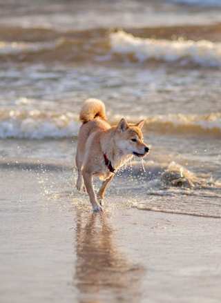 9 best dog friendly beaches In Essex