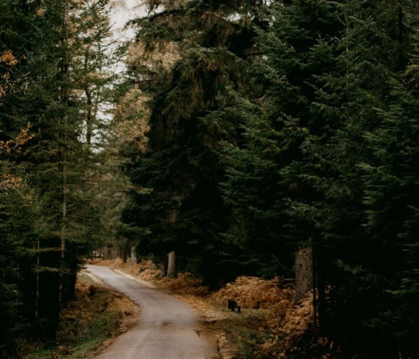 11 best walks in the New Forest