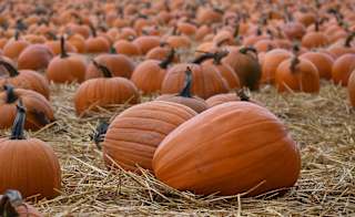 Dorset Country Pumpkins image