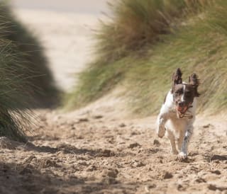 Best dog friendly walks Cornwall