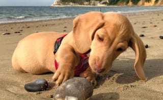 Dog friendly holidays image