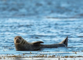 A seal at Thorney Island near Mill Rythe Holiday Park. image
