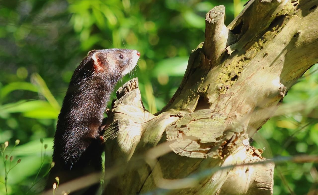 European Pine Marten image