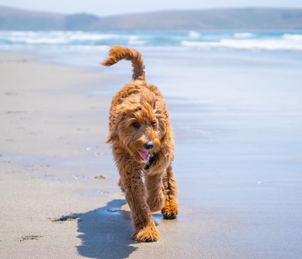 10 dog friendly beaches in Barmouth