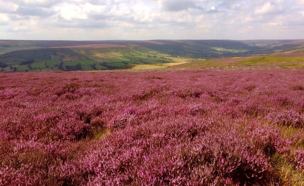 Goss Moor: Circular Walk image