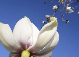 Ventnor Botanic Gardens image