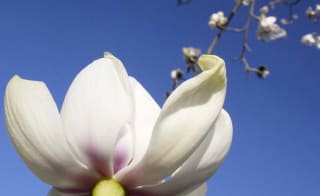 Ventnor Botanic Garden image