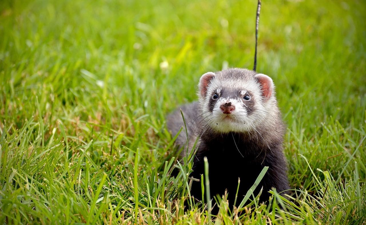 European Ferret image