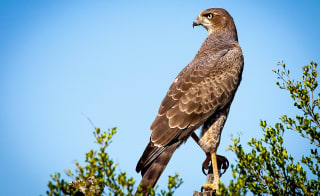 National Centre for Birds of Prey image