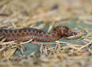 New Forest Reptile Centre image
