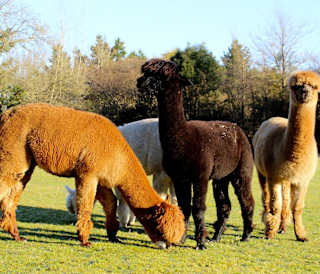 A group of our resident alpacas at Sandy Balls Holiday Village.