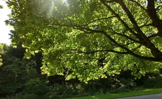 Trengwainton Garden image