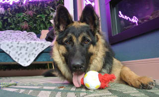 A dark brown and black dog with playing with toy looking into the camera at our exclusive accommodation, The Esme. image
