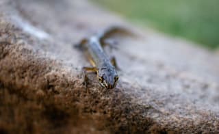 Newt image