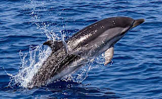 Padstow Sealife Safaris, Padstow image