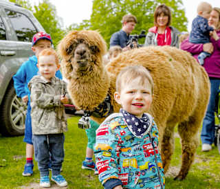 Alpaca Walk