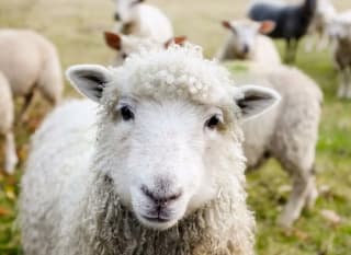 A close up image of a sheep looking at the camera. image