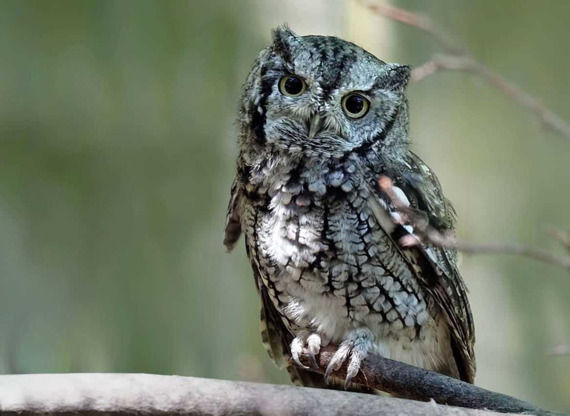 A close-up image on an Owl at the Screech Owl Sanctuary. image