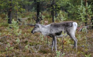 Reindeer Encounters image