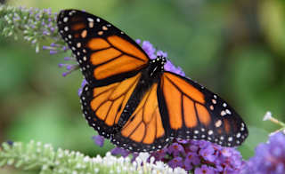Tropical Butterfly House image