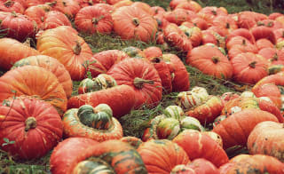 Rogate Pumpkin Patch & Wholesale Pumpkin image