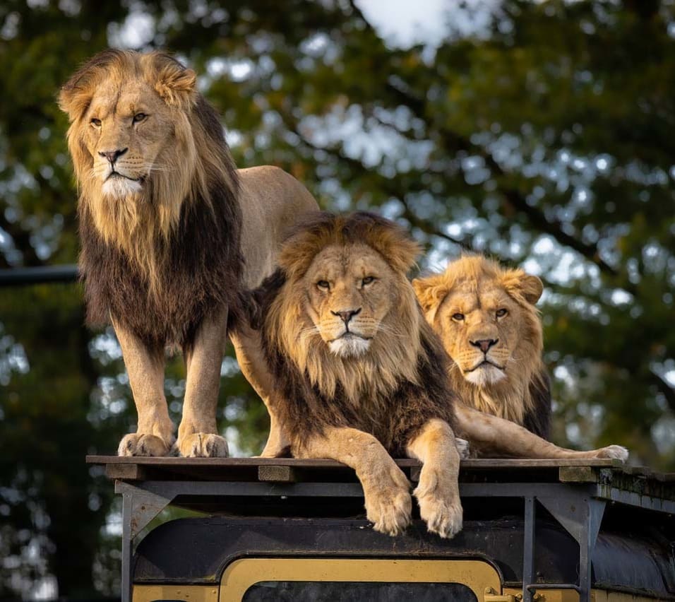 An image of three lions at a Zoo. image