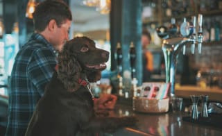 Visit Dog-Friendly Pubs and Cafés image