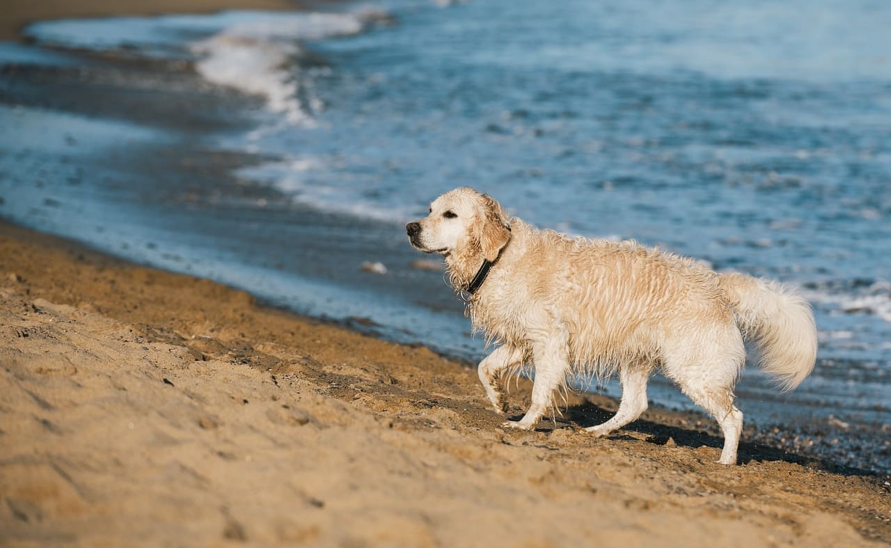 Lepe Country Park Beach image