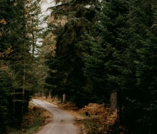 11 best walks in the New Forest