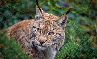 Northern Lynx image
