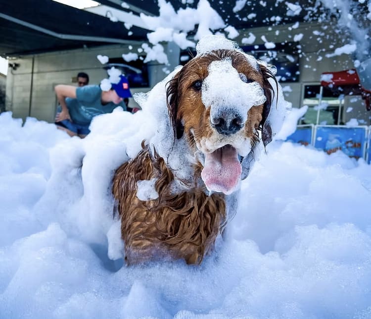 Doggy Foam Fun