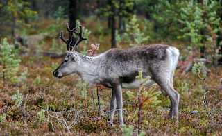 Reindeer Encounters image