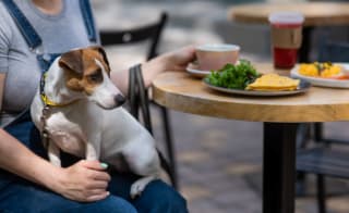 14. Visit dog friendly restaurants image