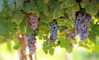 Missing Gate Vineyard image