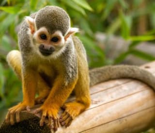 Animal sanctuaries Isle of Wight