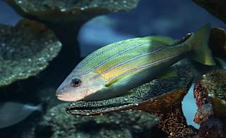 Blue Reef Aquarium image