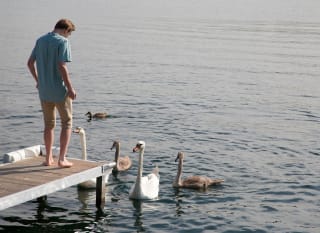 Abbostbury Swannery image