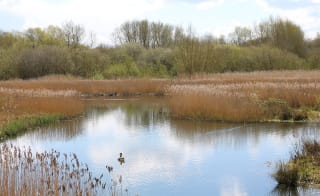 Burton Riggs Nature Reserve image