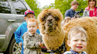 Alpaca Walks at Sandy Balls Holiday Village