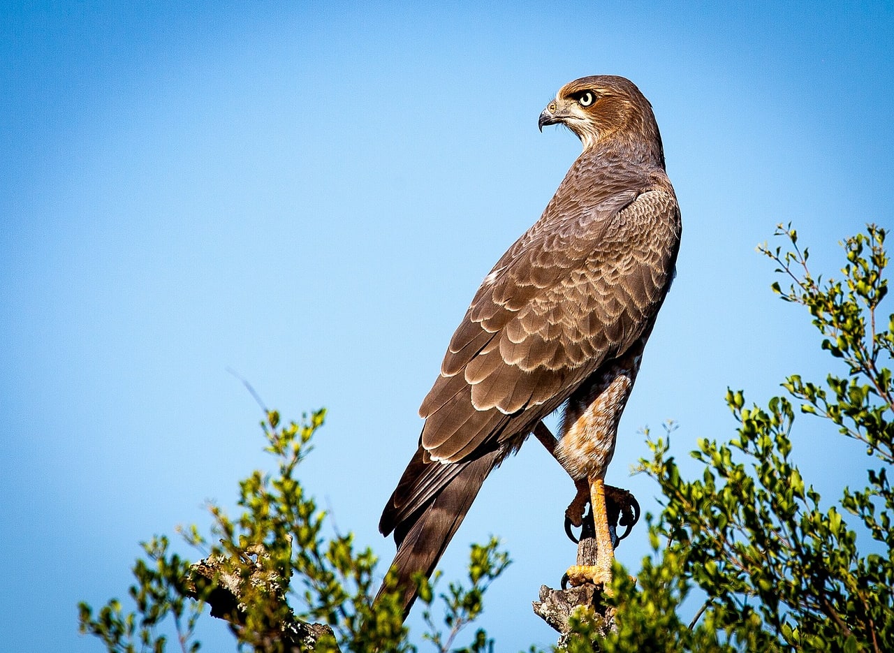 The Falconry Experience image