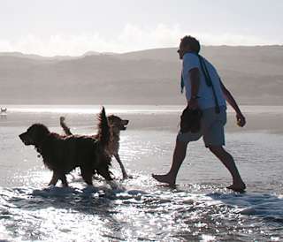 Things to do in North Wales with dogs