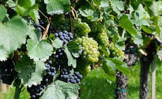 New Hall Cellar Door image