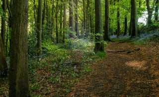 5. Forest escape in Hampshire image