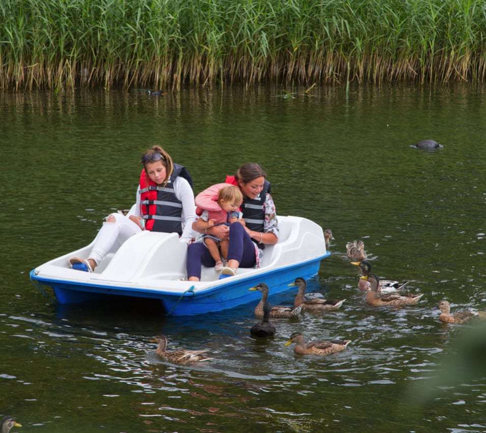 A family enjoying a ride on the pedalos at one of our holiday parks. There are ducks swimming in the lake. image