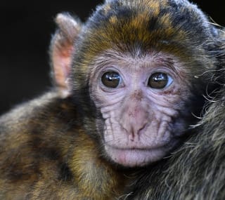 A close up image of a monkey at Monkey World, Dorset. image