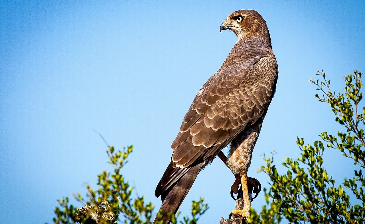 National Centre for Birds of Prey image