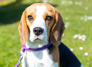 Dog Walking Area image