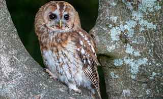 Tawny Owl image
