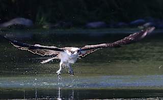Loch Leven National Nature Reserve image