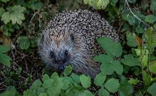 European Hedgehog image